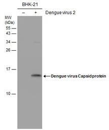 Anti-Dengue virus Capsid protein antibody [GT574] used in Western Blot (WB). GTX633632